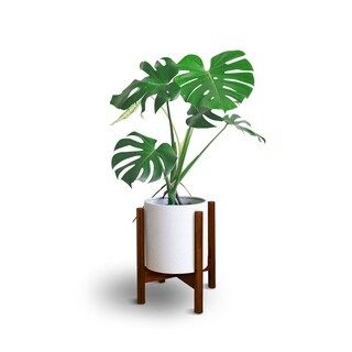 Mid-Century Modern Wood Plant Display Stand, Fit Up to 12", Plant and Pot NOT Included - 12"W x 1... | Bed Bath & Beyond