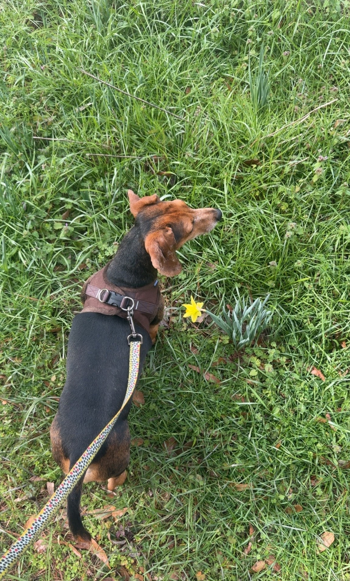 Love this trout leash and new harness for gunner, my weenie dog! ❤️ the leash is actually the one from Orvis, but I’ve linked the one from wingo- which is also an awesome brand in the fly fishing space (sold by chewy!!) and has a lot of other cool options.

#LTKdayinmylife