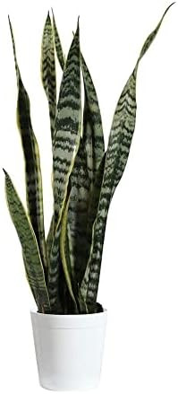 Brighter Blooms - Snake Plant, Laurentii - 1 Gallon with White Delilah Pot | Amazon (US)