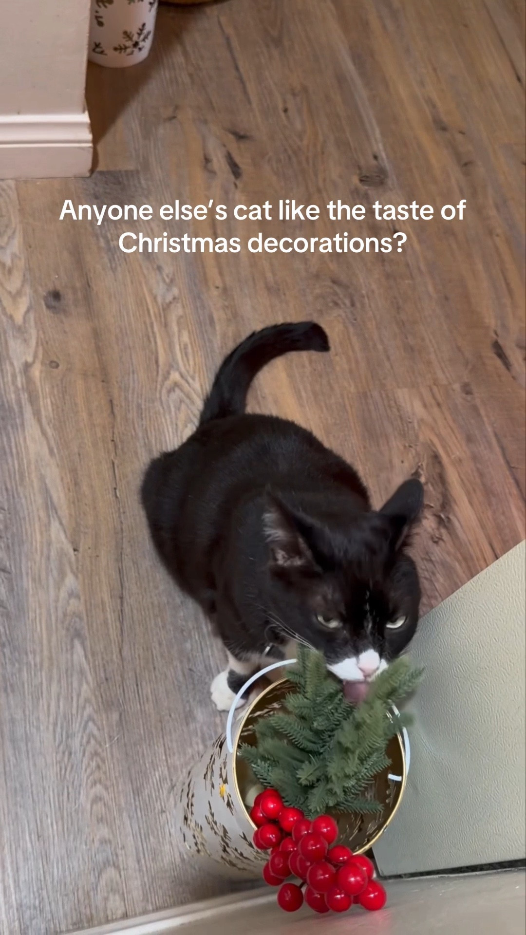 Popular with cats

#LTKHome #LTKHoliday #LTKSeasonal