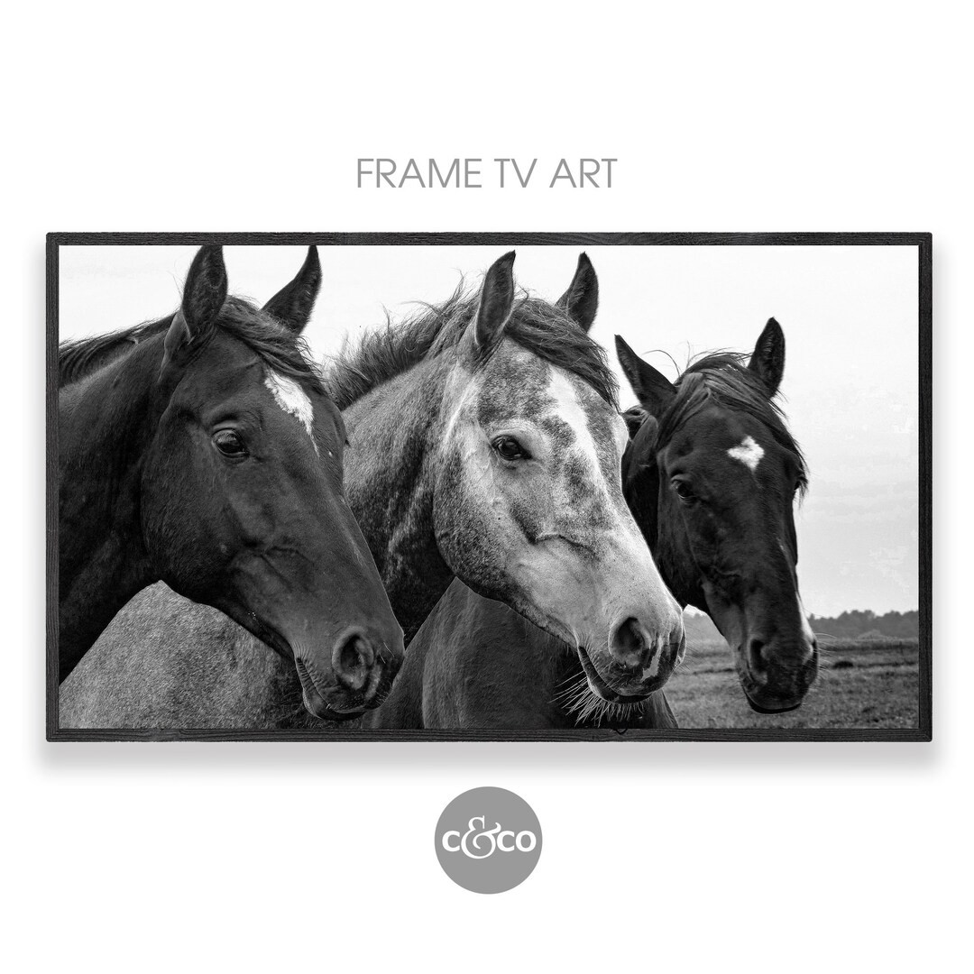 Frame TV Art Horse Black and White Photo of 3 Horses in a Field for the Samsung Frame TV 4k Moder... | Etsy (US)