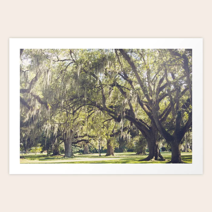 Audubon Park - New Orleans Art Print | Society6