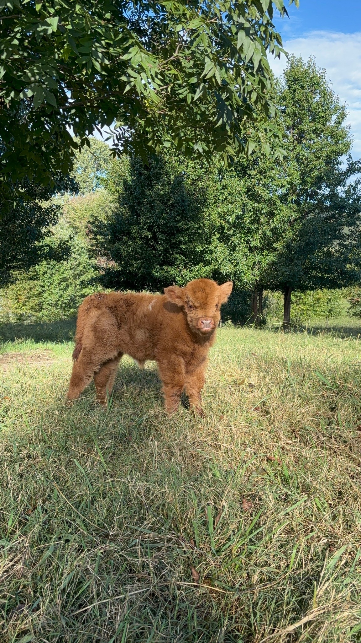 Norman 😍😍😍

#LTKPets #LTKSeasonal #LTKFamily