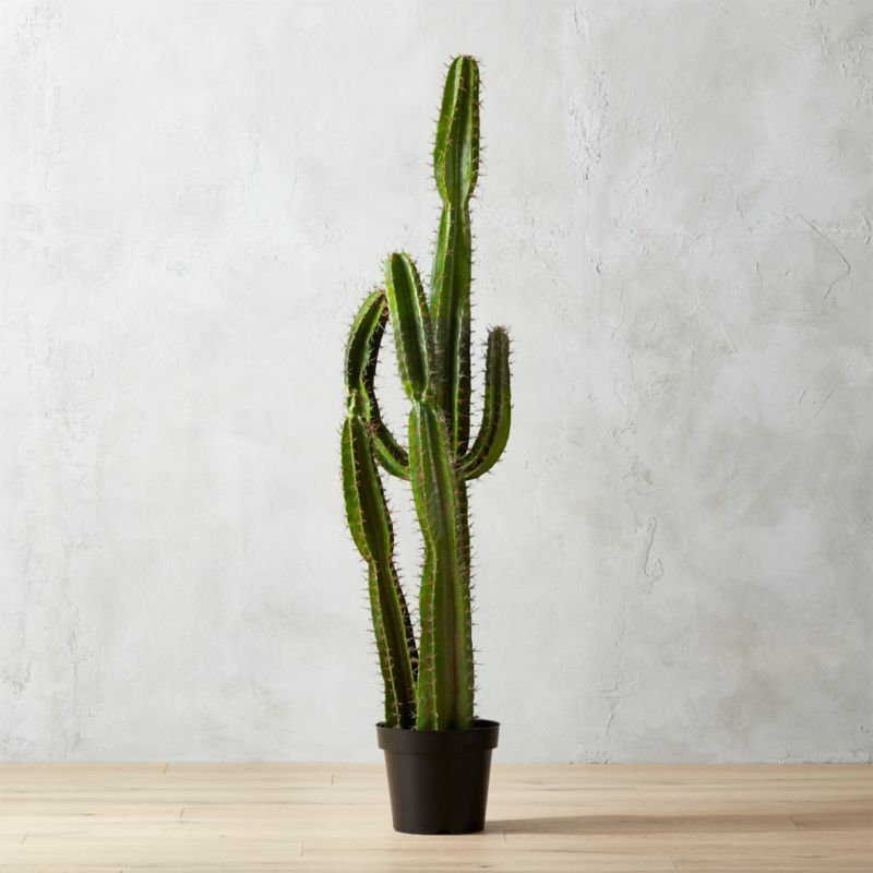 60" Cardón Potted Cactus + Reviews | CB2 | CB2