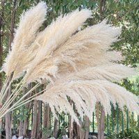 Natural Pampas Grass, 3-10stems, 35-47 In, Super Fluffy, Pampas -Natural & Dry Grassland Decoration, | Etsy (US)