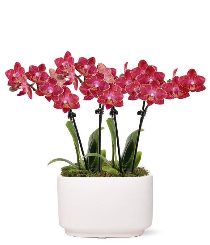 From You Flowers - Scarlet Sunrise Mini Orchid for Birthday, Anniversary, Get Well or Celebration | Amazon (US)