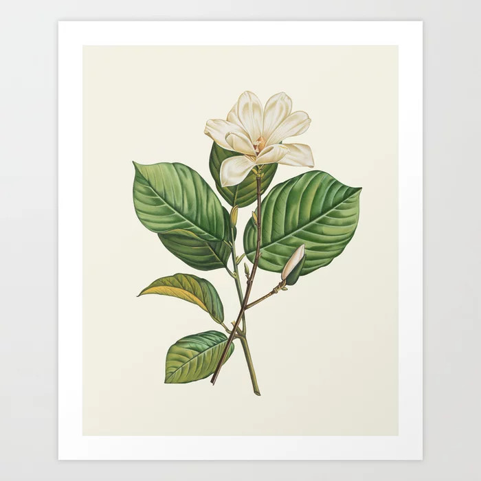 Botanical Collection - Magnolia Art Print | Society6