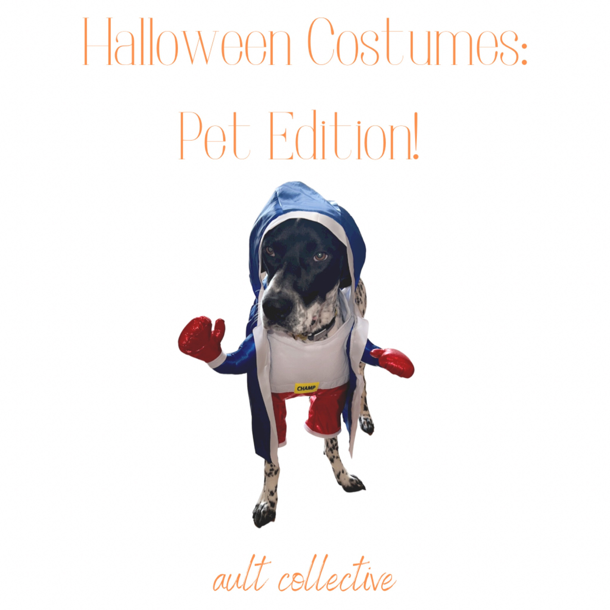 Here are some of my favorite Halloween costumes this year for pups of all sizes! Bullet will be rocking the boxer costume this year 💙  #LTKPet #DogsofLTK

#LTKGiftGuide 

#LTKHalloween #LTKSeasonal #LTKGiftGuide