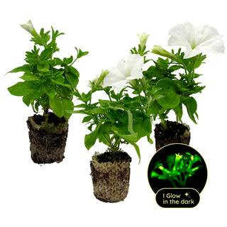 Firefly Petunia Live Outdoor Plant in 45mm Mesh Plug Avg. Shipping Height 5-6 in. Tall (3-Pack) | The Home Depot