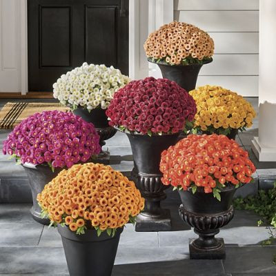 Mum Urn Filler | Grandin Road