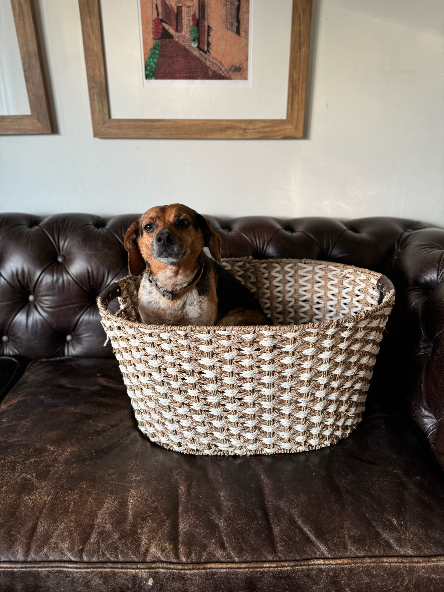 Chesterfield leather living room 

#LTKSaleAlert #LTKHome #LTKFindsUnder50