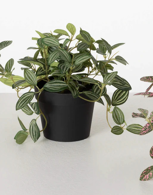 Faux Fittonia in a Pot | Eco Chic Home