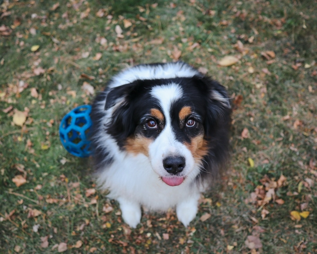 Hiiiiiii. 

I never know what to write in captions anymore so I just don’t post. Which is silly and I know that but here we are. 

I also think my job makes me so tired that at the end of the day my brain literally can’t form words or cohesive thoughts so then I just don’t. 

✨Does anyone batch content? Do you find it to be helpful? Or easier? Let me know in the comments if you have any tips or tricks that don’t include chatGPT 🙂

It’s me, hi. I’m Jade! If you love your pets, plants, pottery, or thrifting, you’re in the right place. Follow along and join the journey! 

#TongueOutTuesday #DogsOfInstagram #BatchContent #AustralianShepherd

#LTKFindsUnder100 #LTKFindsUnder50 #LTKHome