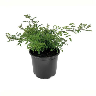3 gal. Rose Peggy Martin | Wayfair North America