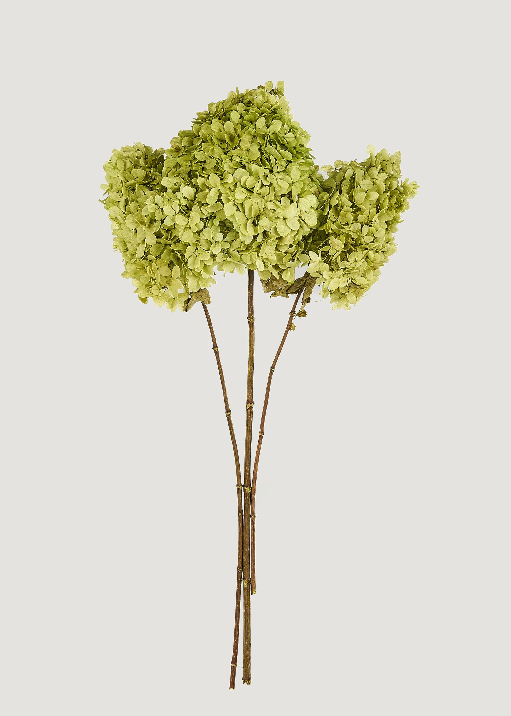 Basil Green Preserved Hydrangea Bundle | Dried Flowers | Afloral | Afloral