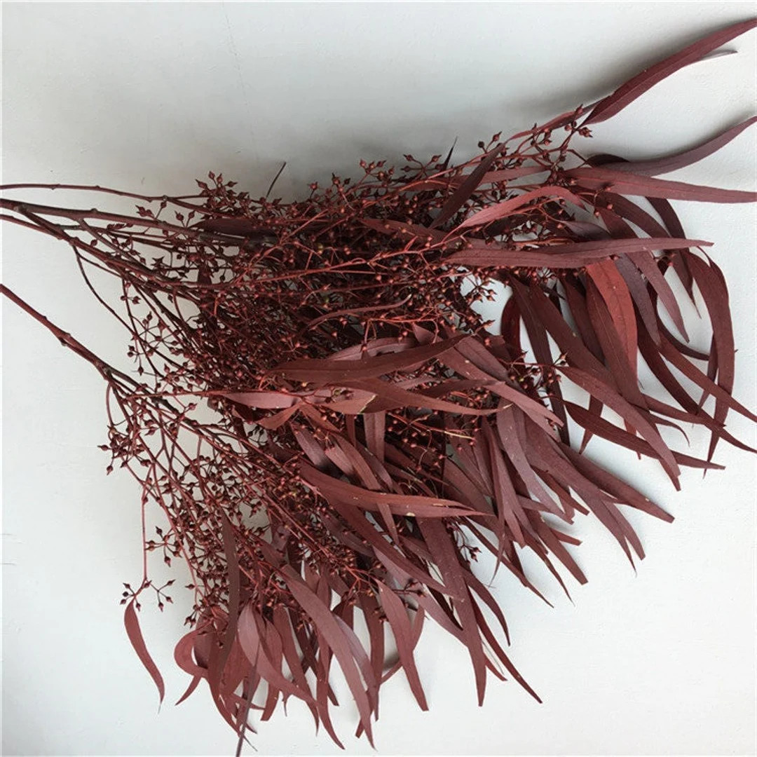 Burgundy Dried Seeded Willow Eucalyptus - Large Bunch 22"H -  Preserved Eucalyptus - Natural Euca... | Etsy (US)