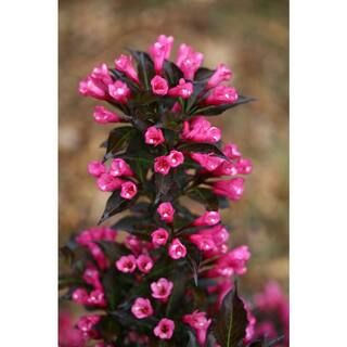 PROVEN WINNERS 2 Gal. Spilled Wine Weigela Shrub with Bright Pink Flowers and Deep Purple Foliage... | The Home Depot