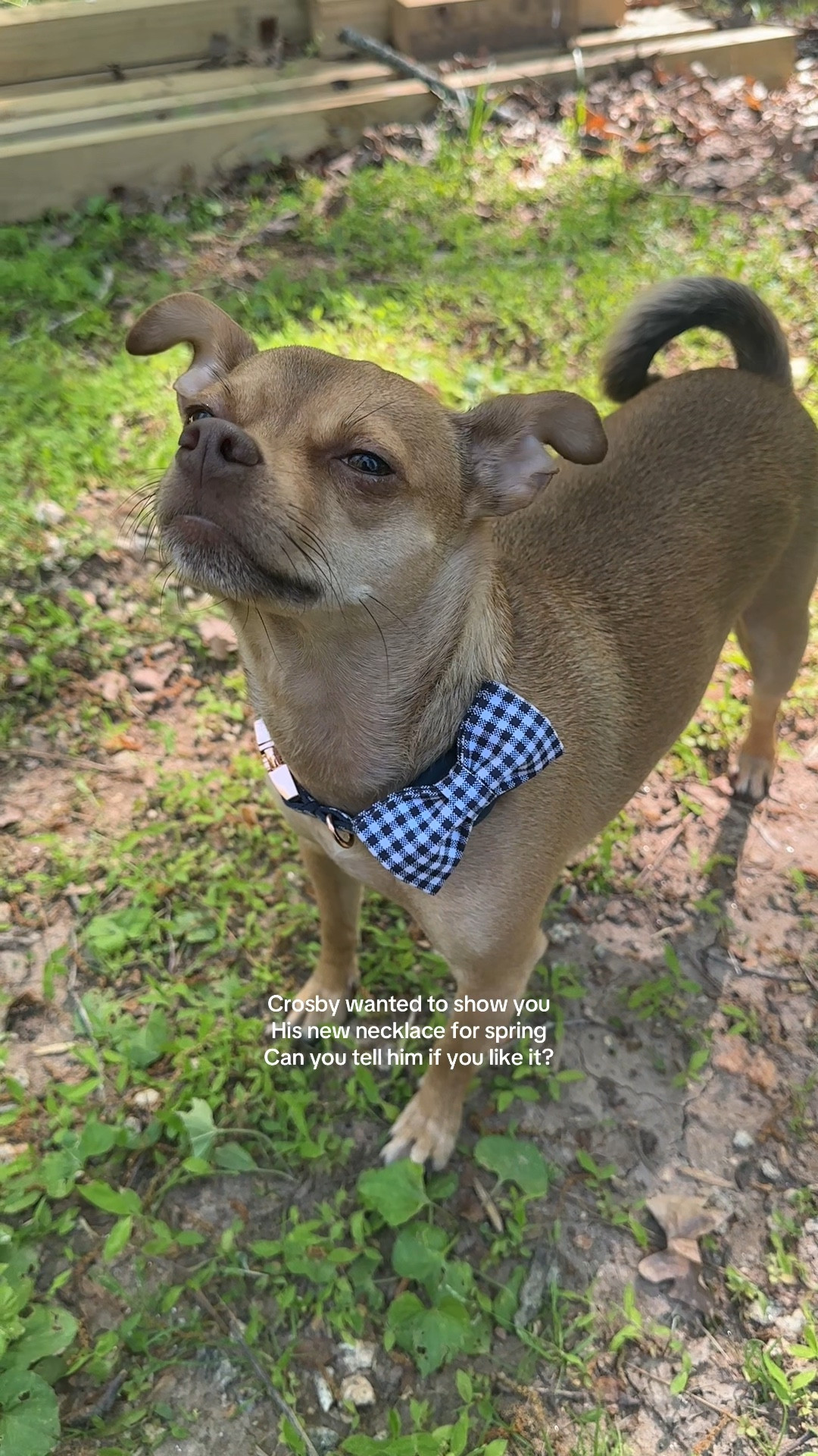 Crosby has a new necklace for spring 

Dog collar | gingham | dog bow tie 

#LTKPetite #LTKFamily #LTKWatchNow