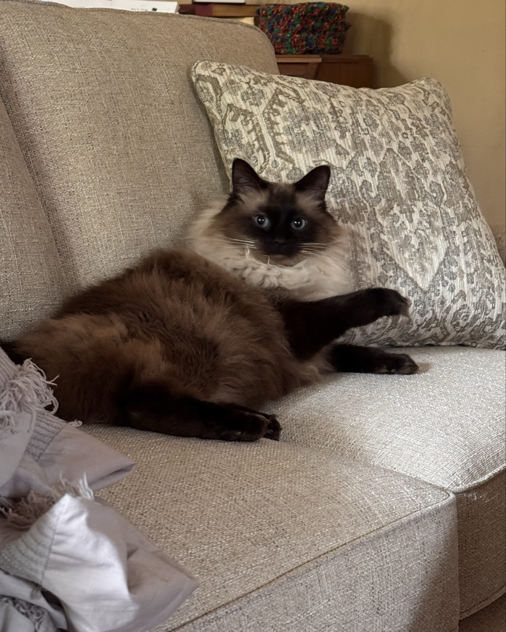 New Lazy Boy sofa, Boo approved 
Experience ultimate comfort with the Lazy Boy sofa, designed for relaxation and style. Its plush cushions, ergonomic support, and durable construction make it the perfect addition to any living room. Whether you’re lounging, napping, or entertaining, this sofa delivers exceptional comfort and timeless appeal.
#LazyBoySofa #ComfortFirst #HomeDecor #LivingRoom #Furniture #RelaxInStyle #CozyVibes #InteriorDesign #HomeComfort

#LTKPets #LTKHome