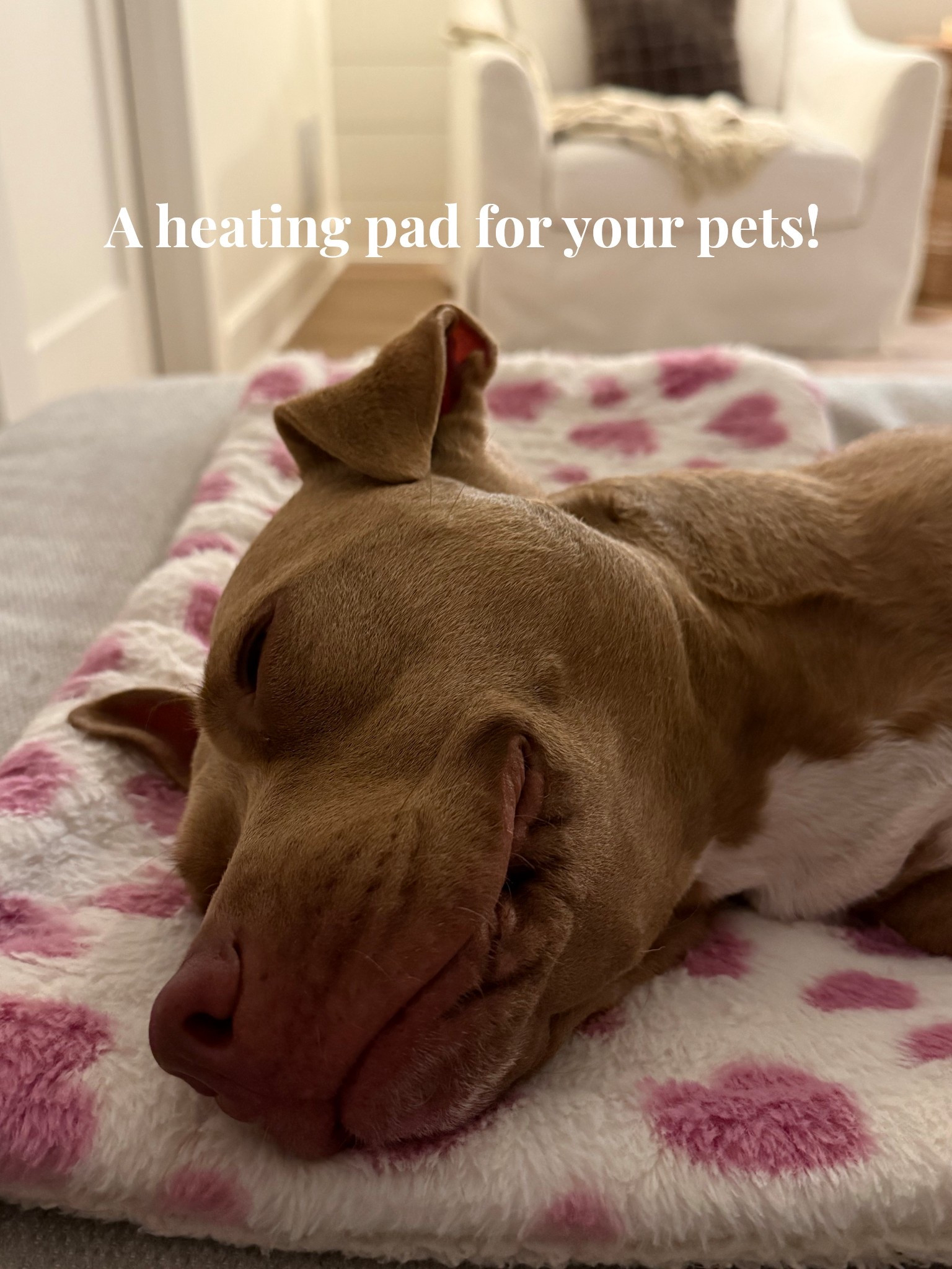 Perfect for small to medium dogs and cats, this heating pad has several heat and time settings, up to 24 hours! I set it for 12 hours at night so Sunny stays snug in her bed and doesn’t jump up in ours to steal our body heat and wake us up. :) 

#LTKHome #LTKGiftGuide #LTKFindsUnder50
