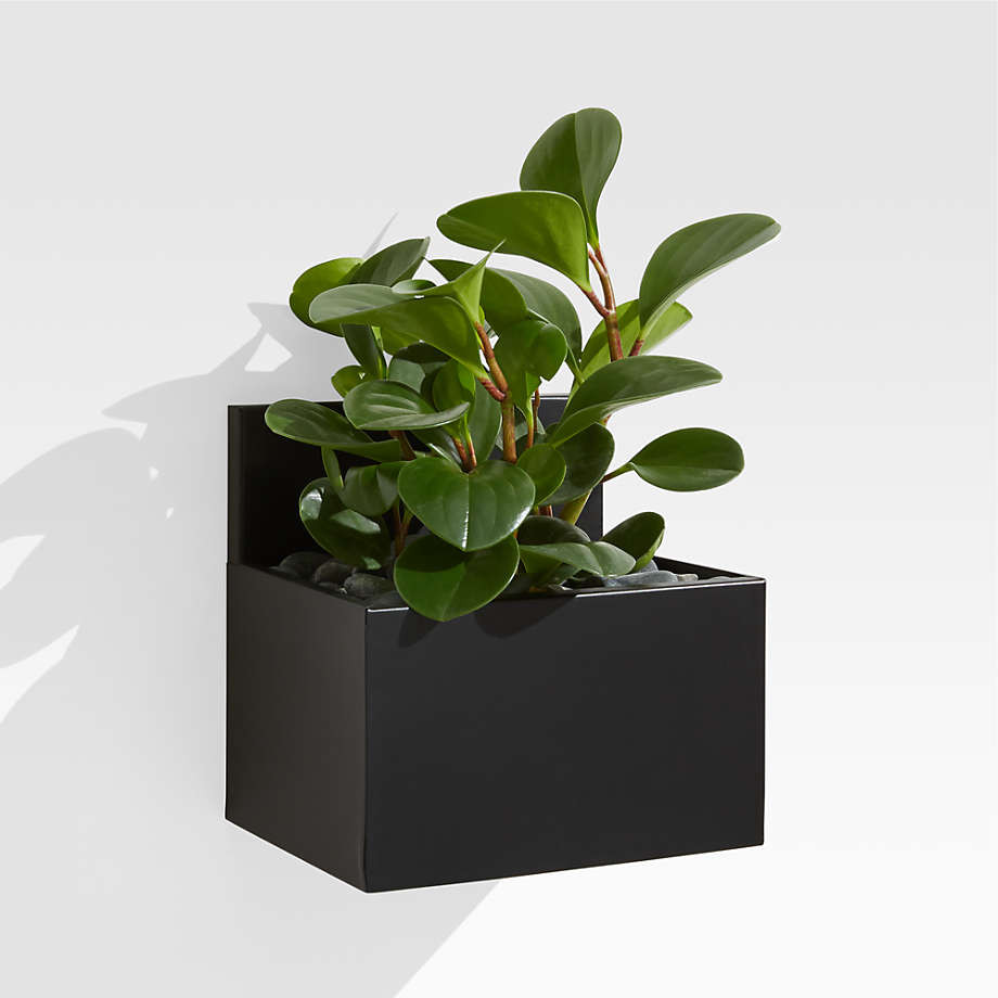 Pocket Black Wall Planter + Reviews | Crate & Barrel | Crate & Barrel