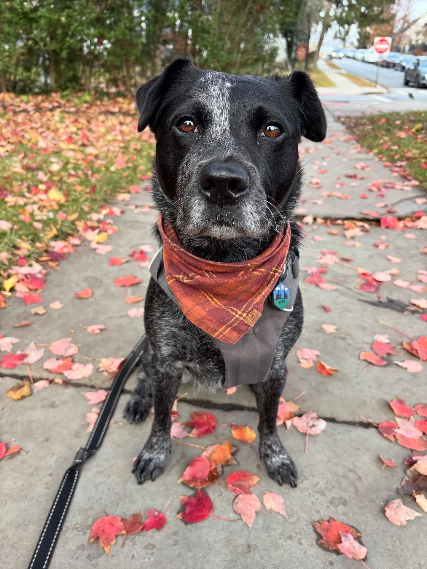 The perfect Thanksgiving fit doesn’t exist… oh wait—hold my turkey treat.

Comment SHOP below to receive a DM with the link to this post on my LTK ⬇ https://liketk.it/5vaFc #ltkfindsunder50 #ltkseasonal #ltktall #thanksgivingoutfit #thanksgivingoutfits #dogstyle #dogoutfit #njdogs #shopltk #foggydog #abercrombie #lululemon