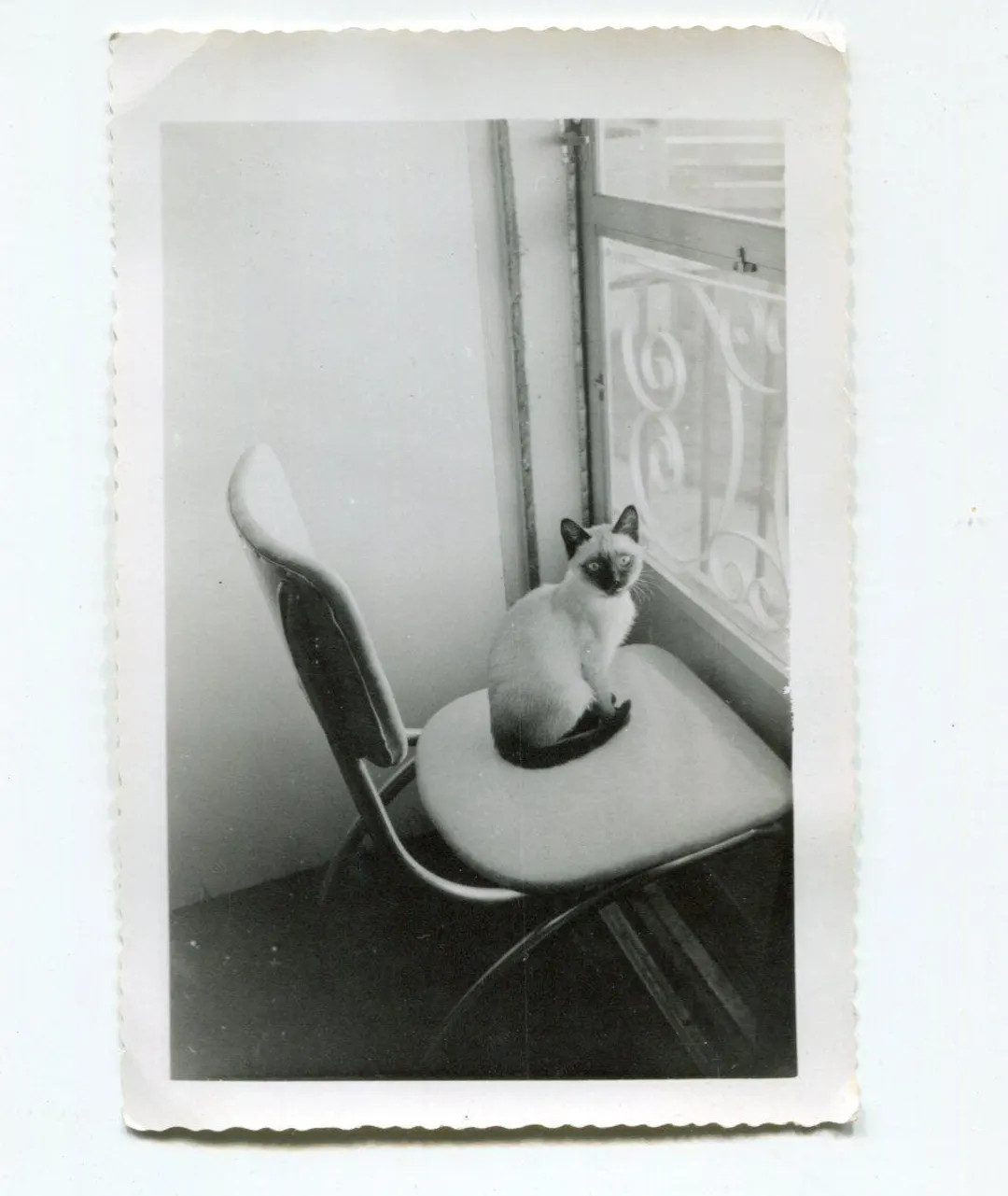 Siamese Cat on Stakeout. Spying on the Neighbors. Vintage Original Black & White Vernacular Snaps... | Etsy (Global)