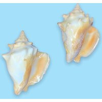 Vintage Queen Conch Sea Shells | Etsy (US)