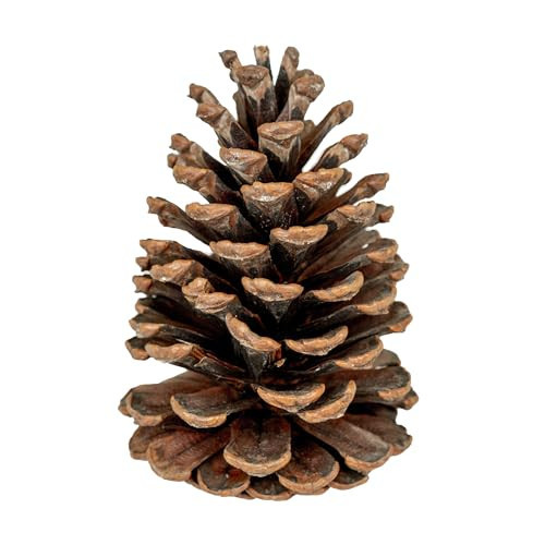 GS Foliage Natural Pine Cones – Set of 15 Small 3"– 4" Real Loblolly Pinecones for Crafts, Mini Pine Cones for Decorating, Christmas Decor, DIY Ornaments, Vase Filler & Centrepieces, Home & Holiday | Amazon (US)