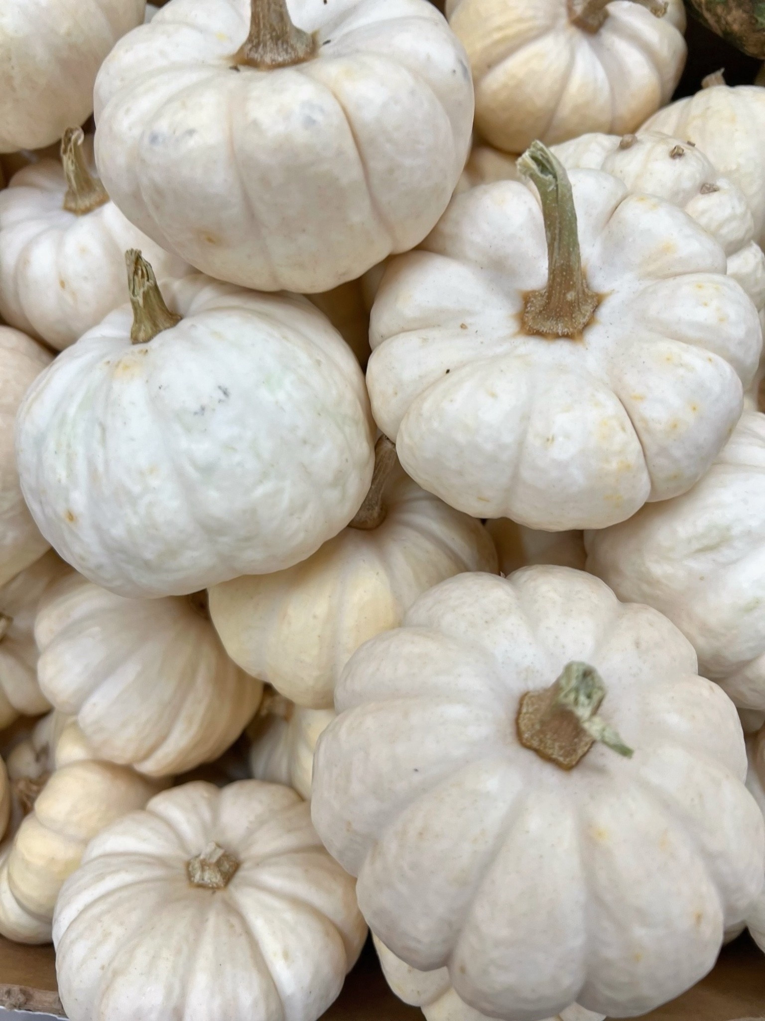 I have lots of white pumpkin home decor that I use for Halloween, Thanksgiving and fall decor. Gives a chic, minimalist vibe to your holiday decor w/o using a traditional fall color palette.

#LTKSeasonal #LTKHome #LTKSaleAlert