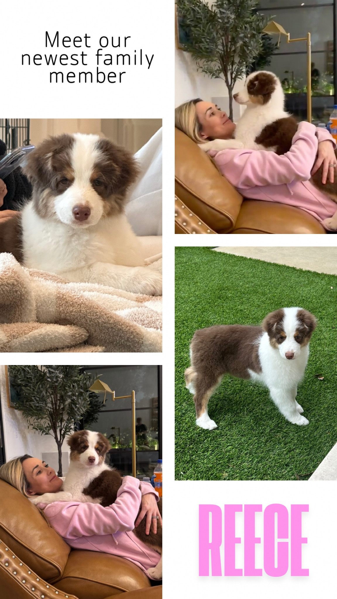 Meet our newest family member, Reece "the Niece" Istre. Reece is Charli's Niece, and we are over the moon to have this cutie be a part of our family. 🩷🐶🩷

#LTKFamily #LTKHome #LTKPets