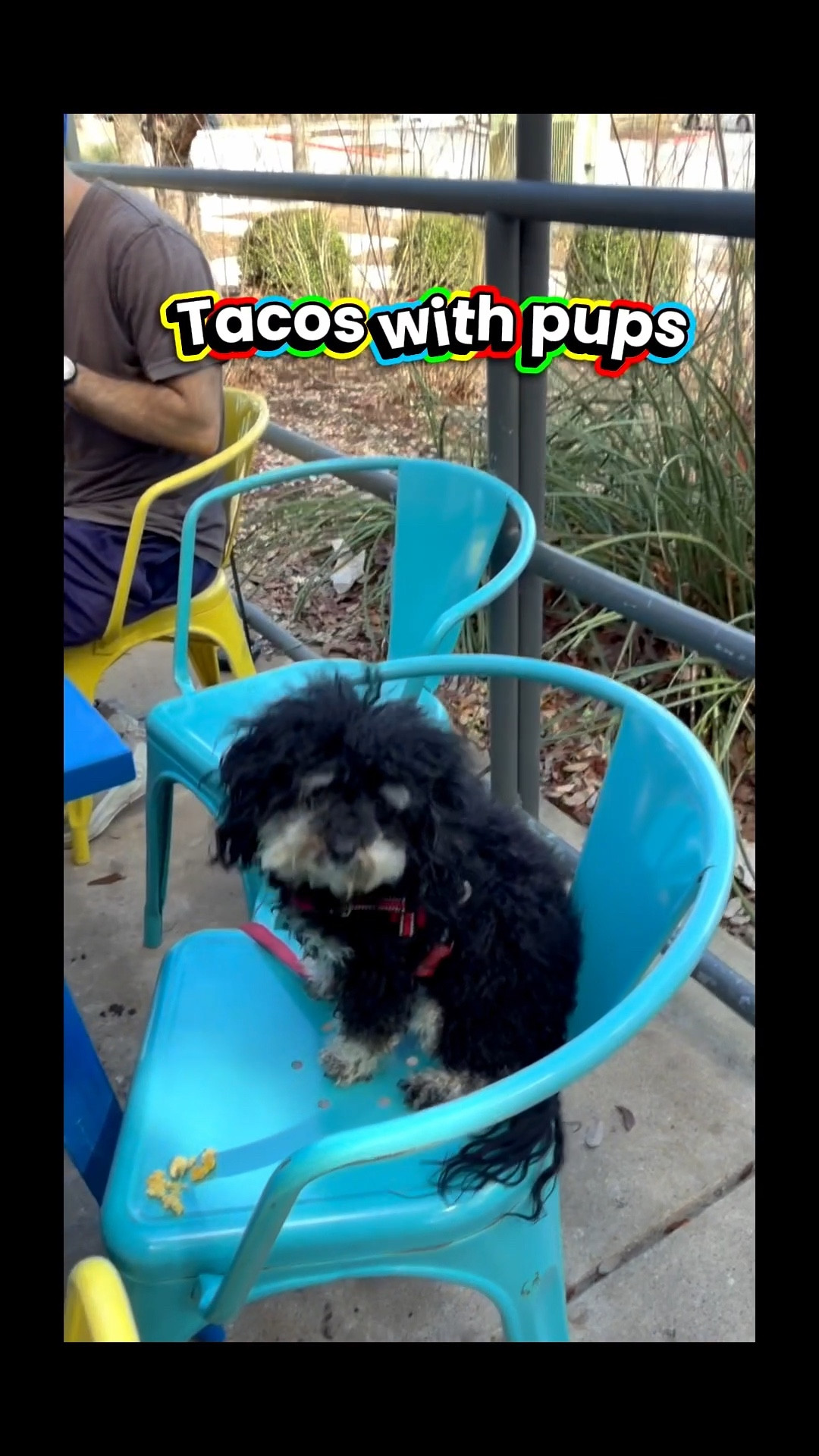 🐾✨ ATX SMALL DOGS APPROVED: Only the BEST for Our Tiny Paw-some Crew! ✨🐾
.
At ATX SMALL DOGS, we believe our little fur babies deserve the VIP (Very Important Pup) treatment 💅🐶💖
.
As your pack leader, I LOVE recommending the best goodies for your tiny tail-waggers because happy pups = happy paw-rents! 🐾
.
Here’s what gets the zoomies of approval from our small dog squad:
.
🥩 Premium Small-Breed Food
High-quality ingredients, tiny kibble for tiny teefs, and tummy-friendly formulas for our delicate little bellies. No yucky fillers  only drool-worthy goodness!
.
🧸 Durable + Fun Toys
Soft plushies for cuddle bugs 🐻
Mini tug toys for tiny warriors 💪
Puzzle toys to keep those smart little brains busy 🧠✨
.
🛏️ Cozy Comfort Essentials
Orthopedic mini beds (because royalty needs comfort 👑)
Soft blankies for burrow babies
Travel carriers that are stylish AND comfy

🦷 Teeny Dental Care
Small dog toothbrushes + yummy dental chews = fresh puppy kisses 😘

🧥 Cute + Functional Gear
Proper harnesses (no neck pulling!)
Weather-ready jackets for chilly Austin mornings
Secure leashes for safe pack walks 🐾

Our community is all about keeping our tiny pups healthy, social, and living their BEST small-dog life 🐕💫
.
If you have a favorite product your pup is obsessed with, drop it in the comments! Let’s help our whole pack thrive 🐾👇
.
Because in ATX… small dogs run the city 💖🐶✨
.
.
#ATXSmallDogs #SmallDogLife #AustinDogs #TinyButMighty #DogMomLife 🐾

#LTKBaby #LTKdayinmylife #LTKActive