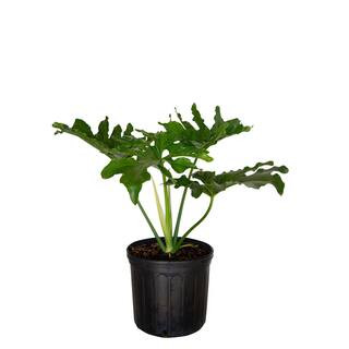 FLOWERWOOD 2.5 Gal - Split Leaf Philodendron - Live Evergreen Shrub with Large Glossy Green Folia... | The Home Depot