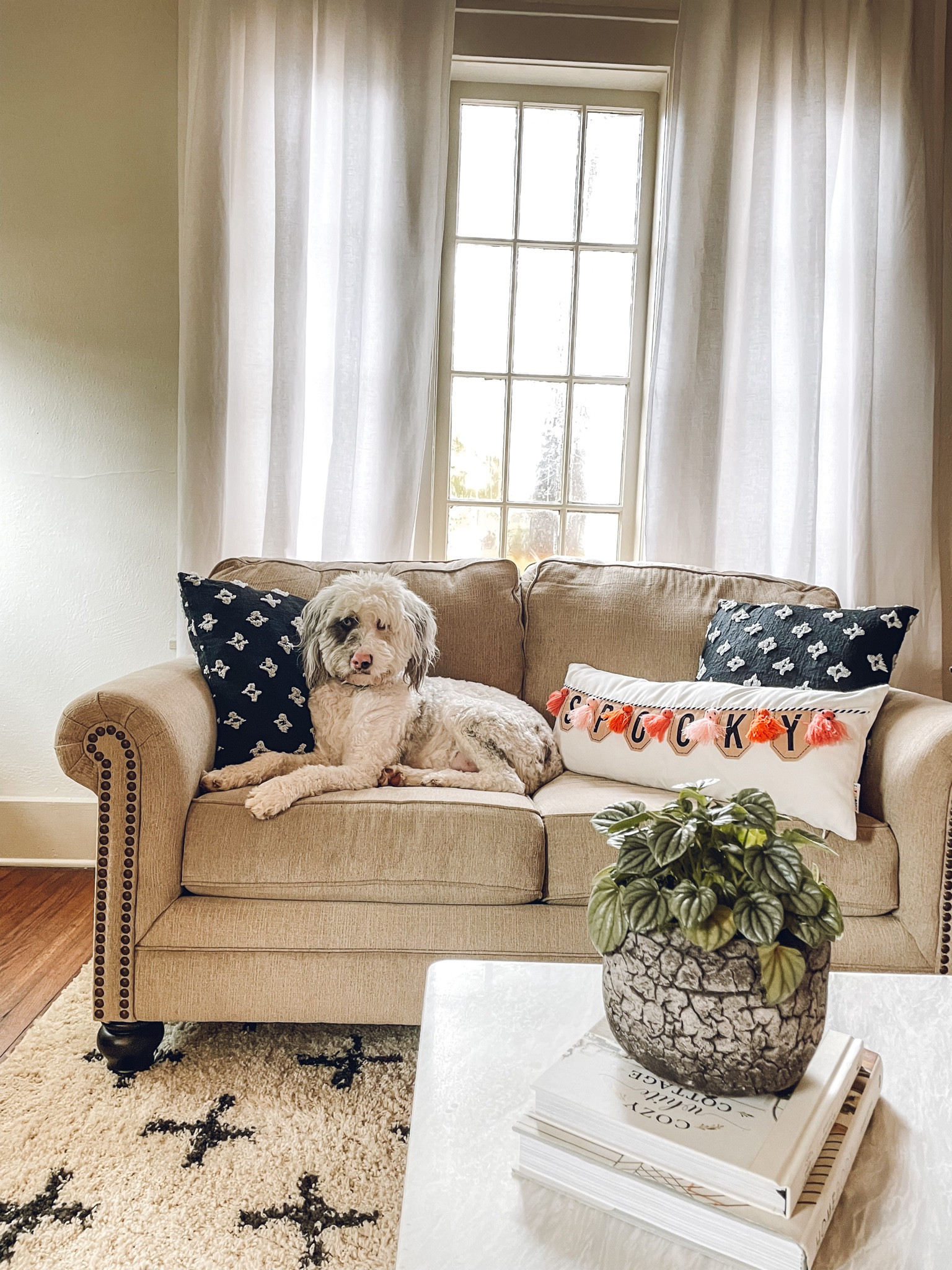 Cutest Halloween pillow and it is under $20! Go snag it before it is sold out! 

Halloween decor, Halloween pillows, Halloween home, fall decor, Tj maxx, Marshall’s, Amazon home finds, dog mom 

#LTKunder50 #LTKSeasonal #LTKhome