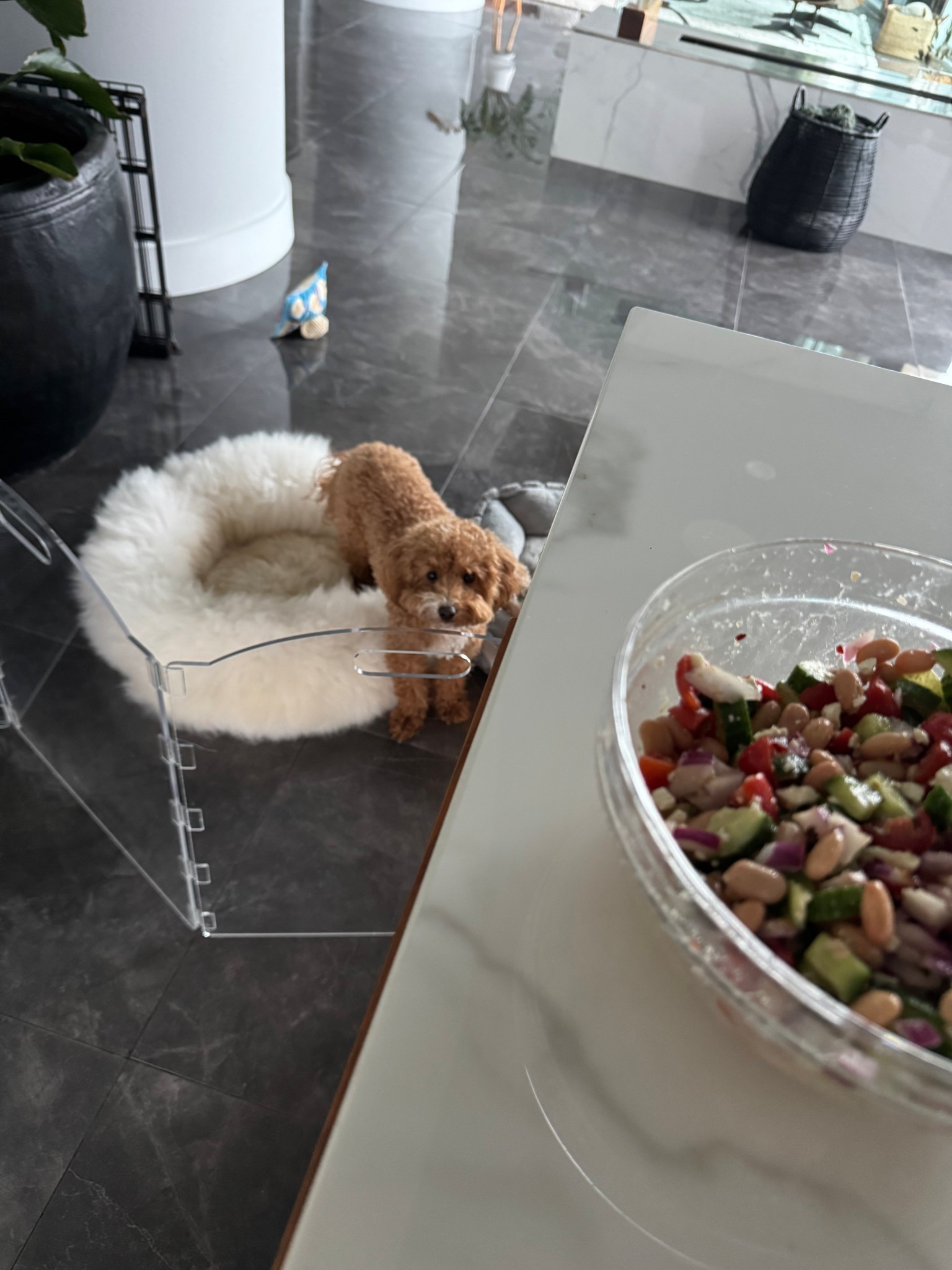 Still use this clear dog gate i got when Bear was a puppy. It’s perfect for blocking off my kitchen while still being aesthetic.