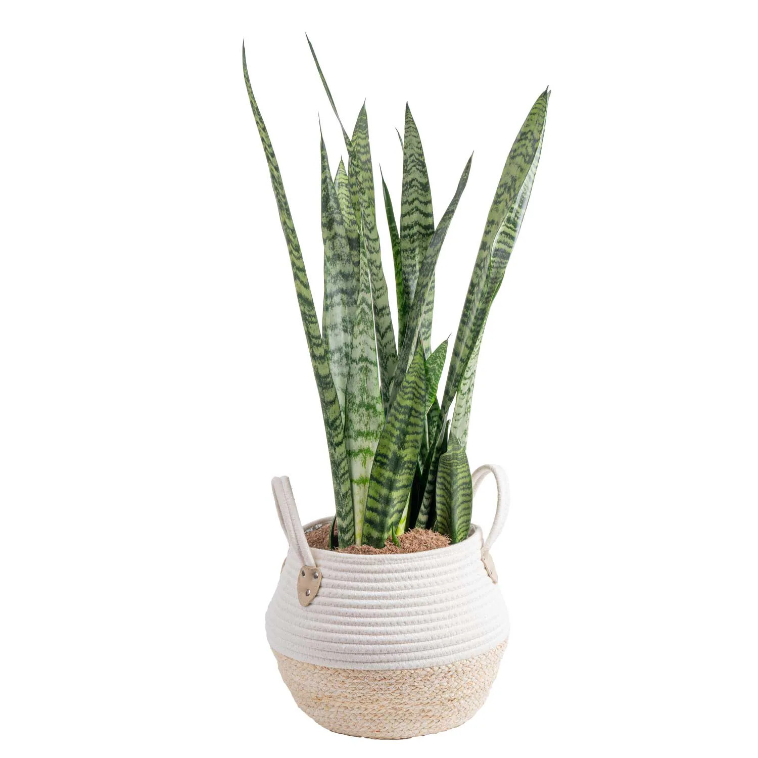 Costa Farms Grower's Choice Sansevieria Snake plant House plant in 9.84 Inch(es) Planter 1 -Pack one_size | L-SAN-P-BKR-01-LW | Lowe's