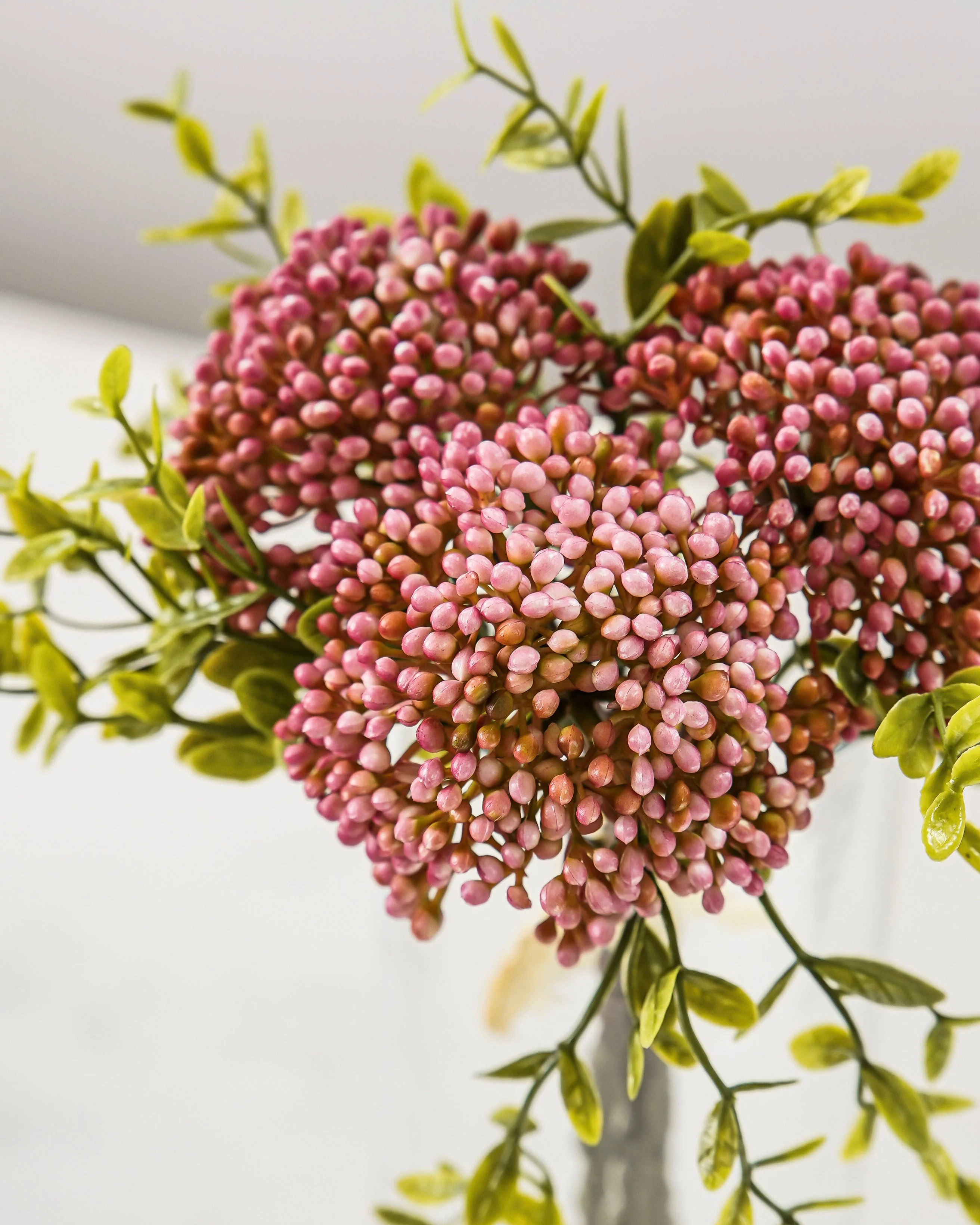 Blush Berry Sedum Bundle | MJHome