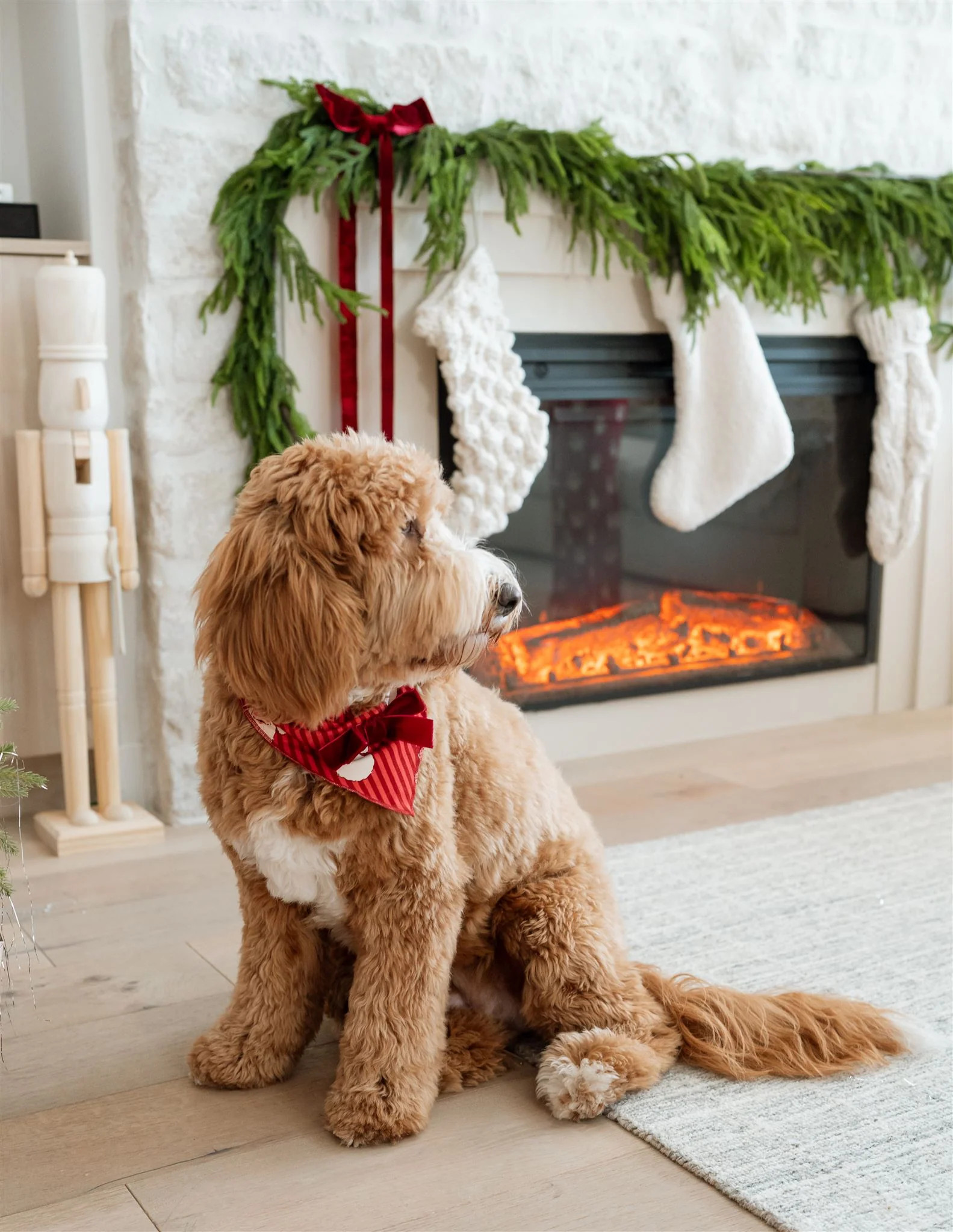 Santa Dog Bandana | In My Jammers