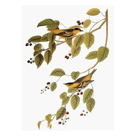 Audubon: Warbler Print Wall Art By John James Audubon | Walmart (US)