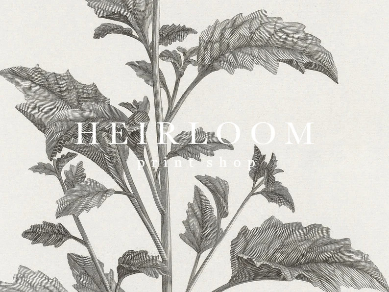 Botanical Prints Set | Farmhouse Decor | Vintage Art | MAILED ART PRINTS | Oversized Botanicals | Etsy (CAD)