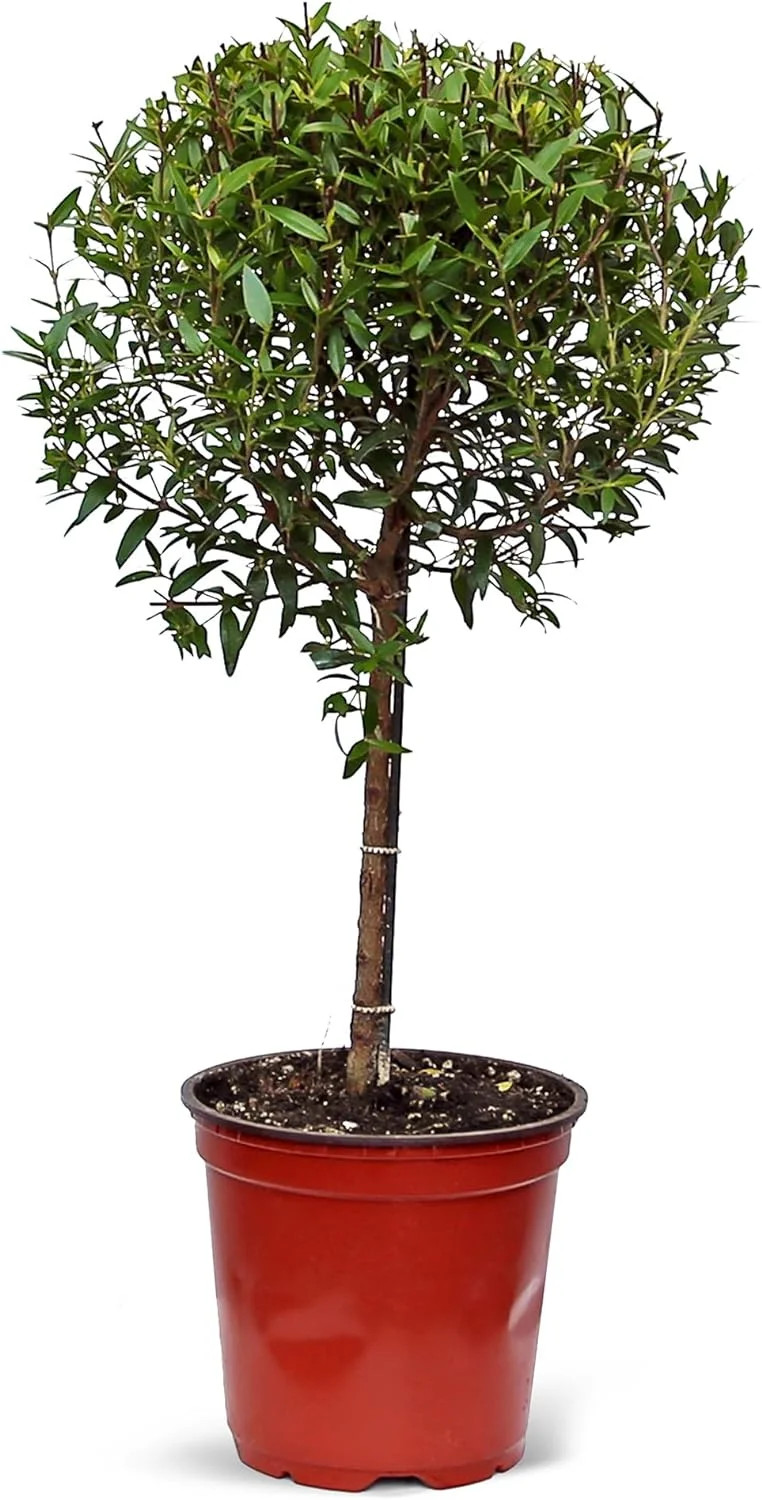 Live Myrtle Topiary Bonsai Tree, Myrtus Communis, Common Myrtle, True Myrtle, Christmas Gift, Hou... | Walmart (US)