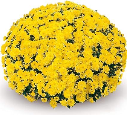 (2) Live Plants - Yellow Chrysanthemums - Live Plants USA | Amazon (US)