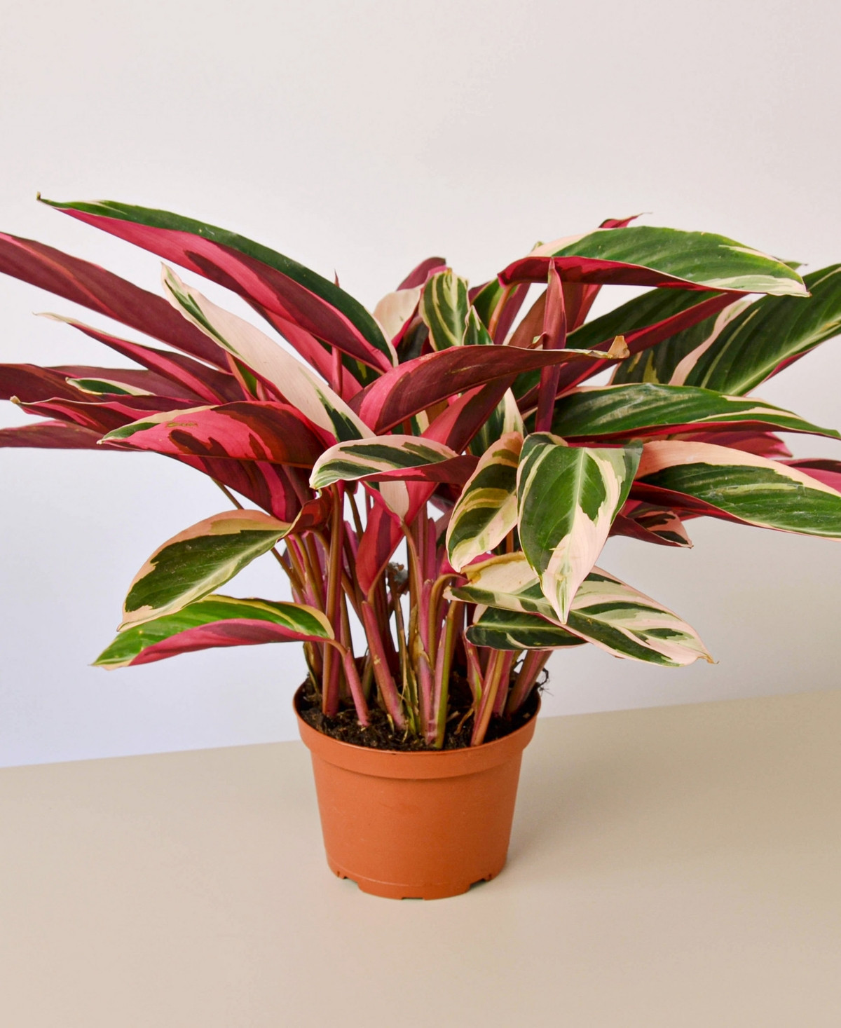 Stromanthe Triostar Live Plant, 6" Pot | Macy's