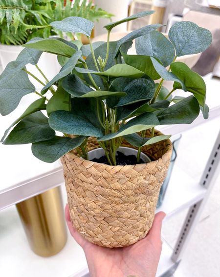 Great $5 planters for those $5-$10 Threshold artificial plants that have a white base. They fit them perfectly.




Target home decor, small planter, eucalyptus plant 

#LTKfindsunder50 #LTKhome #LTKSeasonal
