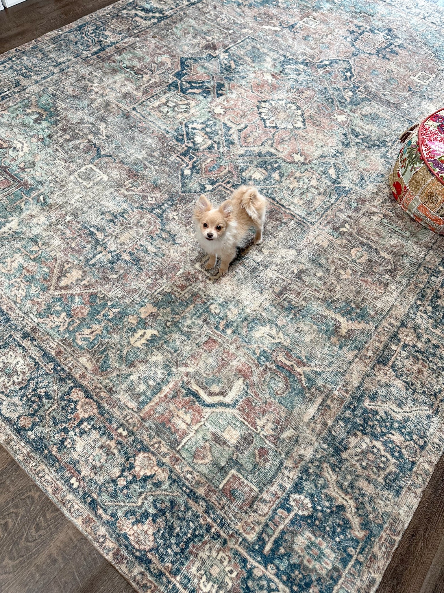 9x12 Loloi rug, amazing quality 
Playroom rug, Amazon rug, Amazon home 


#LTKSaleAlert #LTKHome #LTKStyleTip