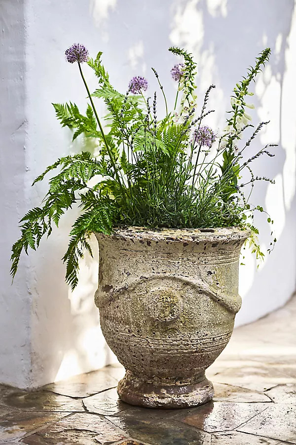 Barnacle French Urn | Anthropologie (US)