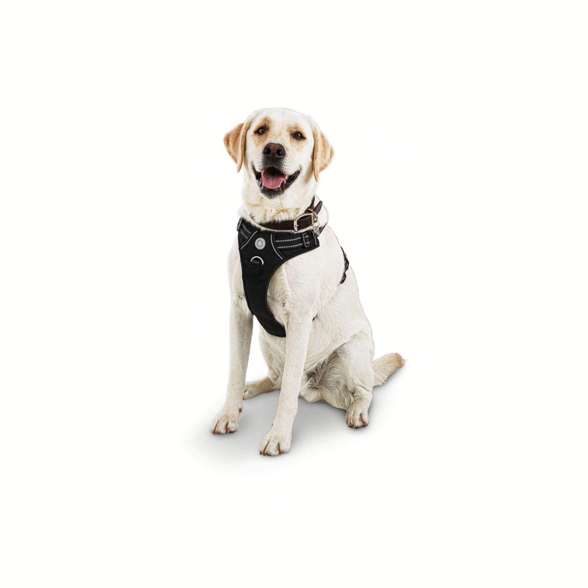 Good2Go Black Front Walking Dog Harness, Small | Petco | Petco