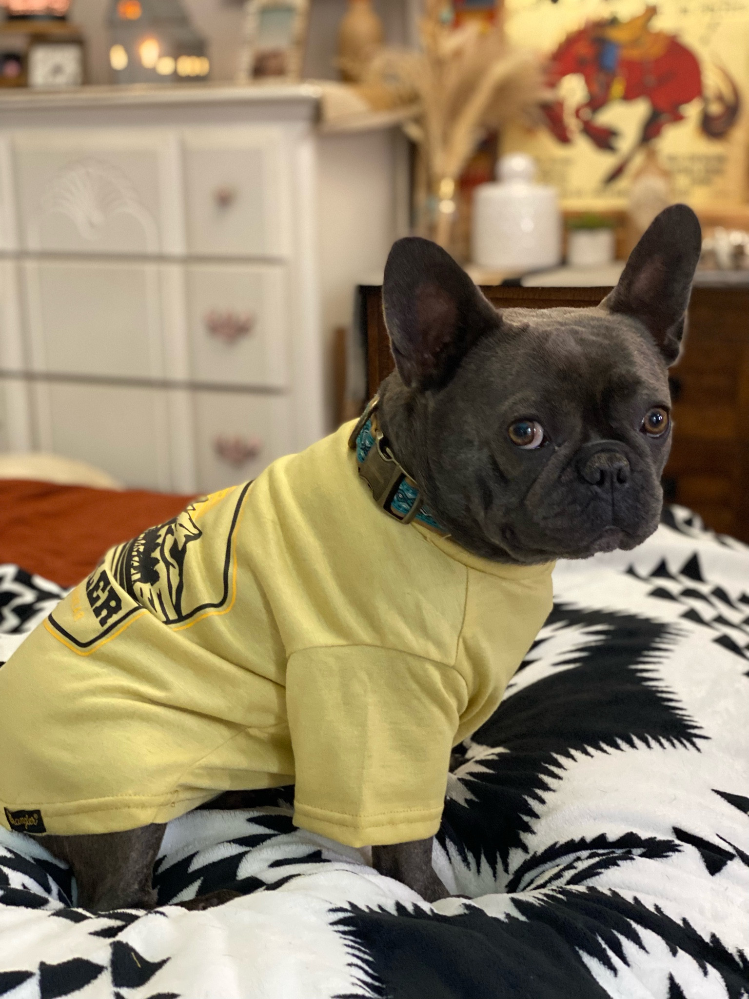 Dakota looks sooooo cute in his Wrangler T shirt from Petco!