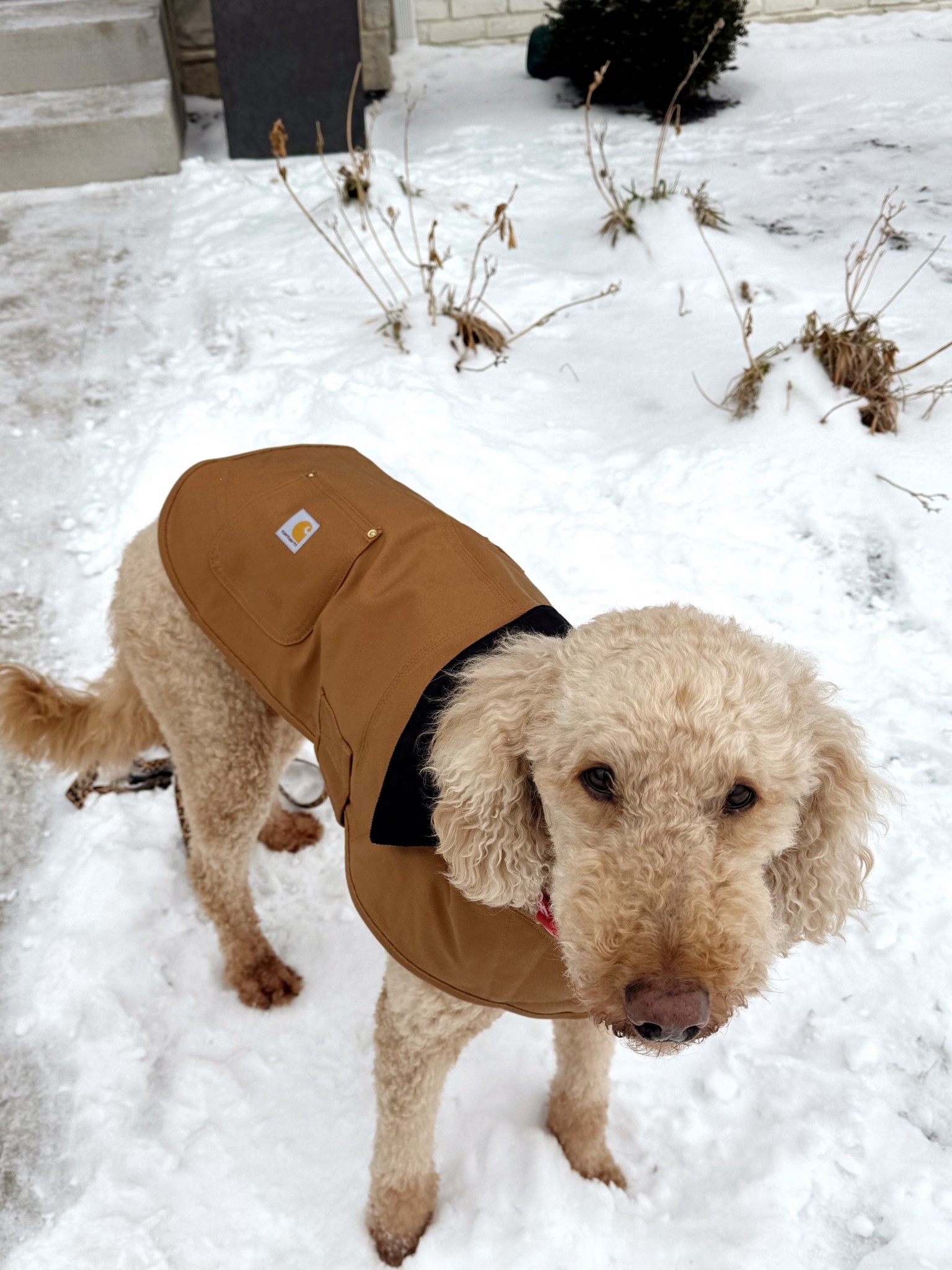 The cutest dog coat for our winter walks 😭💗👏🏼

#LTKootd #LTKSeasonal #LTKmorningroutine