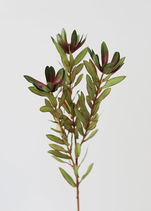 26.25-Inch Green Artificial Wild Protea Foliage, Realistic Faux Tropical Greenery Stem | Amazon (US)